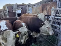 公牛, Kazakh White-headed cow — 照片 5