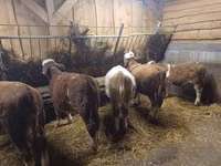 Bovinos (lote, sexo no especificado), Simmental cattle — foto 2