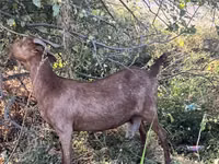 Ziege, Saanen goat — Foto 4