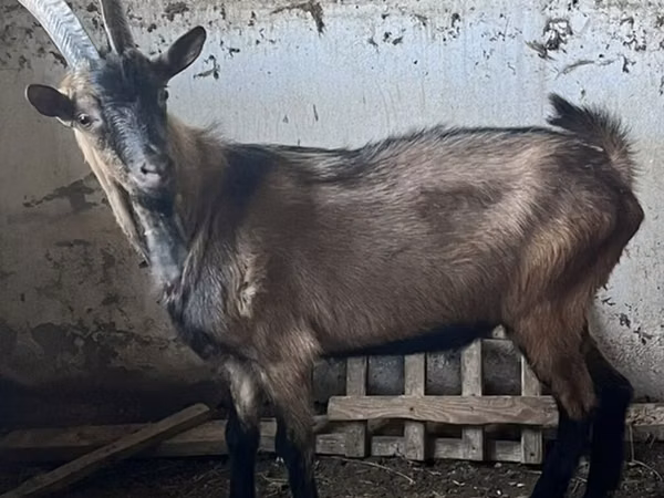 Cabro, Oberhasli goats