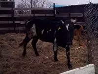 Kuh, Russian Black pied cattle — Foto 1