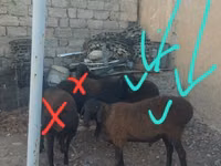 كبش, الأغنام — الصورة 1