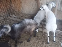 كبش, الأغنام — الصورة 2
