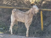 عنزة, Beetal goats — الصورة 2