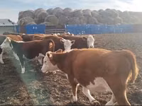 Vaca, Simmental cattle — foto 3