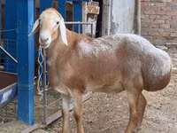 Carnero, Arashan sheep — foto 3