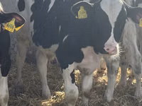 Bulle, Russian Black pied cattle — Foto 4