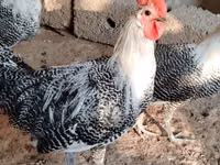 Chickens — Foto 1