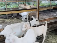 母山羊, Goats — 照片 1