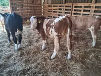 सांड, Simmental cattle — फ़ोटो 1