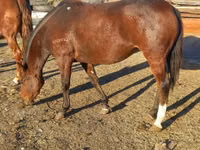 Stute, Arabian horse — Foto 7
