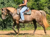 Toychoq, Kentucky mountain daddle horse — 8-rasm