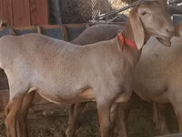 Oveja, Arashan sheep — foto 1