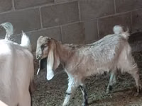 Taka, Nubian Goat — 3-rasm