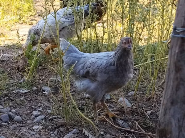 Chickens — Kirgisistan