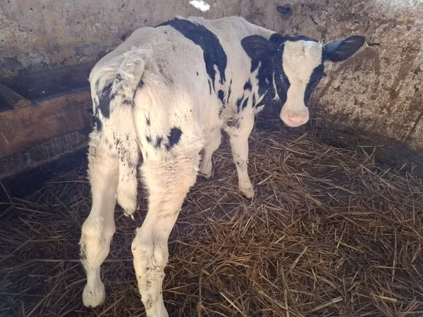 Bull, Russian Black pied cattle