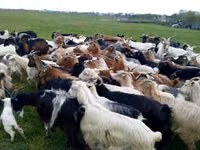 Goat, Goats — photo 2