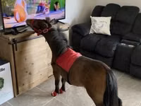 Айғыр, Miniature horse — 4-сурет