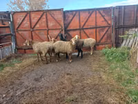 Schaf, Schafe — Foto 1