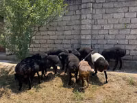 Қойлар (топ, жынысы көрсетілмеген), Қойлар — 1-сурет