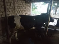 Bulle, Russian Black pied cattle — Foto 6