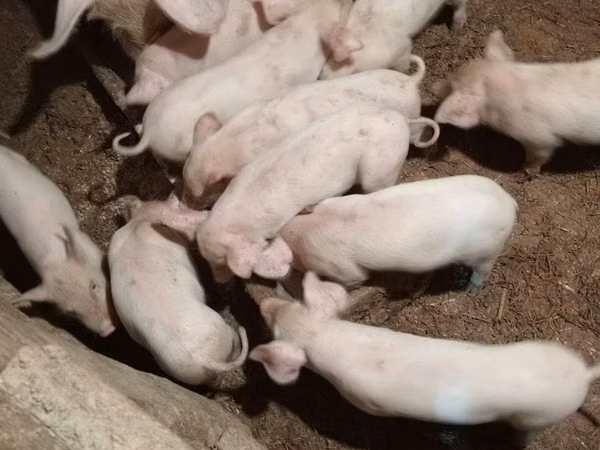 Schweine (Partie, Geschlecht nicht angegeben), 