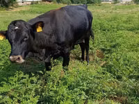 Bulle, Rote hornlose Kuh — Foto 5