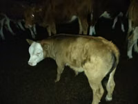 Bull, Simmental cattle — photo 4