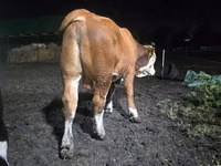 सांड, Swiss cattle — फ़ोटो 4