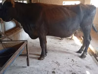 Sigir, Swiss cattle — 6-rasm
