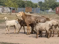 Ram, Hissar sheep — photo 1