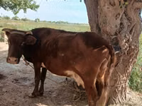 Sigir, Qoramol — 5-rasm