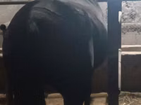 Stute, Budyonny horse — Foto 5