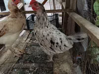 Chickens — Foto 3