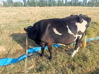 Kuh, Russian Black pied cattle — Foto 3