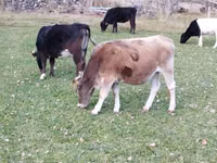 Cow, Cattle — photo 2