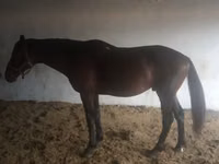Hengst, Arabian horse — Foto 7