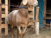 كبش, Arashan sheep — الصورة 5