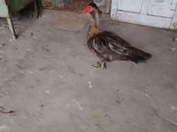 үйрек тұқымды мускус тауық — 2-сурет