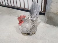 Chickens — 6-rasm