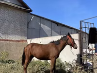 Hengst, Anglo-Arabian — Foto 6