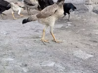 Chickens — Foto 2