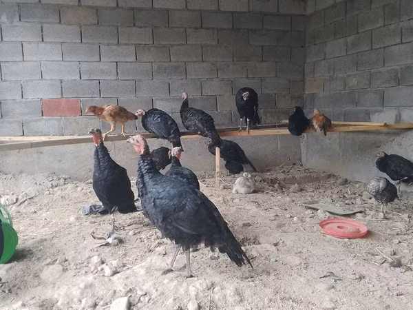 Turkeys — Kirgisistan