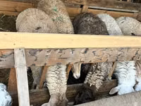 Oveja, Rhon sheep — foto 2