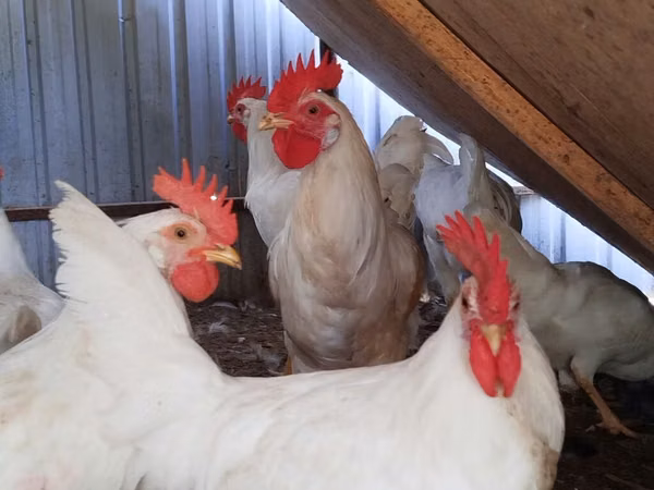 Leghorn