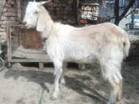 母山羊, Goats — 照片 2