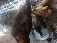 Chickens — Foto 5