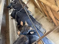 公牛, Cattle — 照片 2