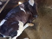 Rinder (Partie, Geschlecht nicht angegeben), Russian Black pied cattle — Foto 1