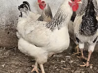 Chickens — Foto 1